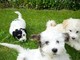 Pedigree cachorros havanese disponibles