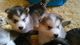 Perritos del Malamute de Alaska para la Navidad - Foto 1