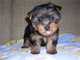 Regalo australian terrier cachorros listo