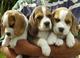 Regalo beagle cachorros listo