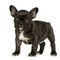Regalo,cachorros de bulldog francés disponibles - Foto 1