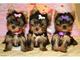 Regalo cachorros yorkshire terrier en adopcion