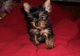 Regalo cachorros yorkshire terrier muy inteligente