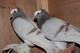Regalo Diferentes razas de palomas de lujo - Foto 1