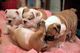 REGALO Hermoso Bulldog inglés cachorros - Foto 1