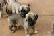 Regalo kangal turco cachorros listo