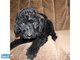 Reginah labradoodle