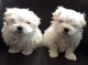Registered Beautiful Maltese Puppies - Foto 1