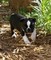 Saludable Boston Terrier cachorros para adopción - Foto 2