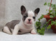 Saludable Bulldog Francés cachorros disponibles ahora para hermos - Foto 1