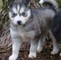 Sanos y sanos ojos cachorros husky siberiano listos para los hoga - Foto 1