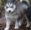 Sanos y sanos ojos cachorros husky siberiano listos para los hoga