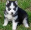 Schattige Siberische Husky Puppies - Foto 1