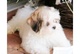 Shorkie cachorros (Shih Tzu / Yorkie) - Foto 1