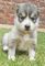 Siberian husky puppies