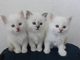Tres lindos y adorables gatitos de birman