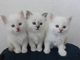 Tres lindos y adorables gatitos de Birman - Foto 1