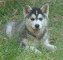 Ura raza completo pedigree husky siberiano cachorros para regalo