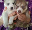Varón y hembra los perritos Husky siberiano - Foto 1