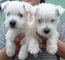 West highland terrier puppies niños y niñas