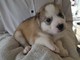 Adorable alaska malamute cachorros - Foto 1