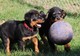 Adorable rottweiler cachorros