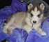Alaskan malamute puppies ready for a new home now