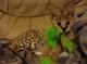 Atrevido macho y hembra bengala / gatos serval