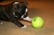 Bdews --- Gratis boston terrier perrito listo ---- vafvbarfb - Foto 1