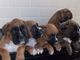 Boxer puppies para la venta