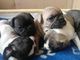 Cachorros bulldog francés kc completo - Foto 1