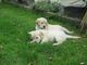 Cachorros de golden retrieve de oro