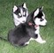 Cachorros de husky siberiano de ojos azules para adopción
