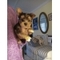Cachorros de Yorkshire Terrier miniatura - Foto 1
