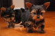 Cachorros encantador yorkie