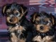 Cachorros macho y hembra encantadores de Yorkie para la adopción - Foto 1