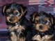 Cachorros macho y hembra encantadores de yorkie para la adopción