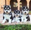 Cachorros magnificos de husky siberiano para la venta - Foto 1