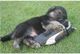 Cachorros pastor alemán muy puros con excepcional pedigree - Foto 1