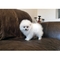 Cachorros pomerania pedigree