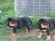 Cachorros Rottweiler campeón disponibles - Foto 1