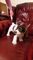 Cachorros socializados hermosos de basset hound para la venta