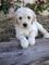 Caniche labradoodle X Medio - Foto 1