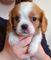 Cavalier king charles cachorros para la venta