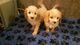 Cavapoo Puppies - Foto 1