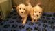 Cavapoo puppies