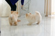 Chow Chow Pups - Foto 1