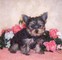 Cute Yorkie Puppies Disponible - Foto 1