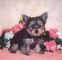 Cute yorkie puppies disponible