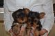 Excepcionales cachorros Yorkie en miniatura. !!!! - Foto 1